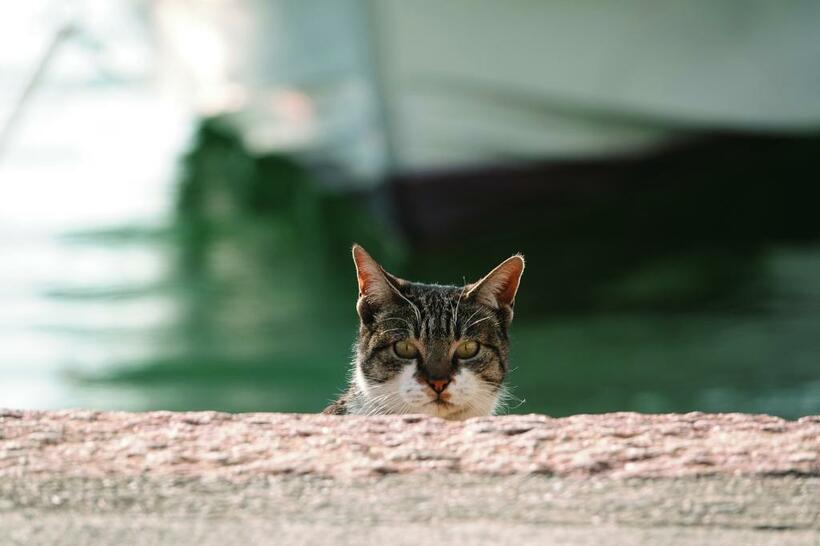 鞆の浦。古い港や狭い路地に猫がひょっこりと現れる、猫と人が交わる街だ。