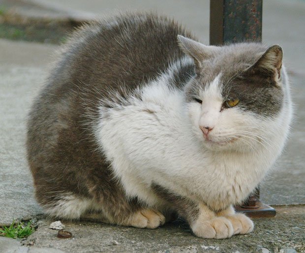 事件で首輪をつけられた江の島の野良猫　（c）朝日新聞社　＠＠写禁