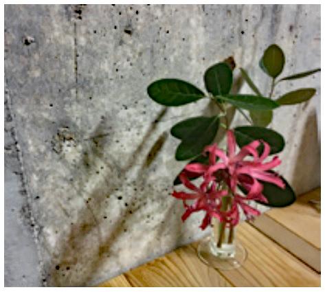 仕事場として使わせて頂いているカフェに最近、可愛い花が飾られるようになって嬉しい（写真：本人提供）