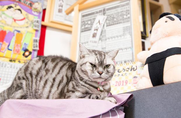 <両国高はし> はな(メス・10歳) (撮影/品田裕美)