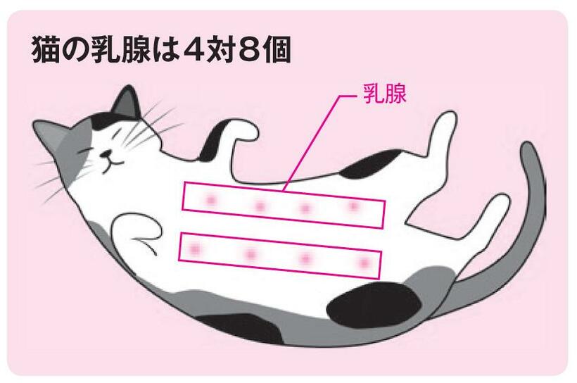 猫の乳腺は４対８個（ＡＥＲＡ　２０１９年１０月７日号より、イラスト：エフアンドエスクリエイションズ）