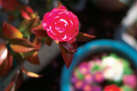 写真・図版（1枚目）| 2017-02-16 14:57