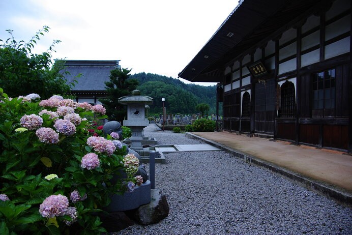 色とりどりの約50種1500株の紫陽花が咲く「全長寺」