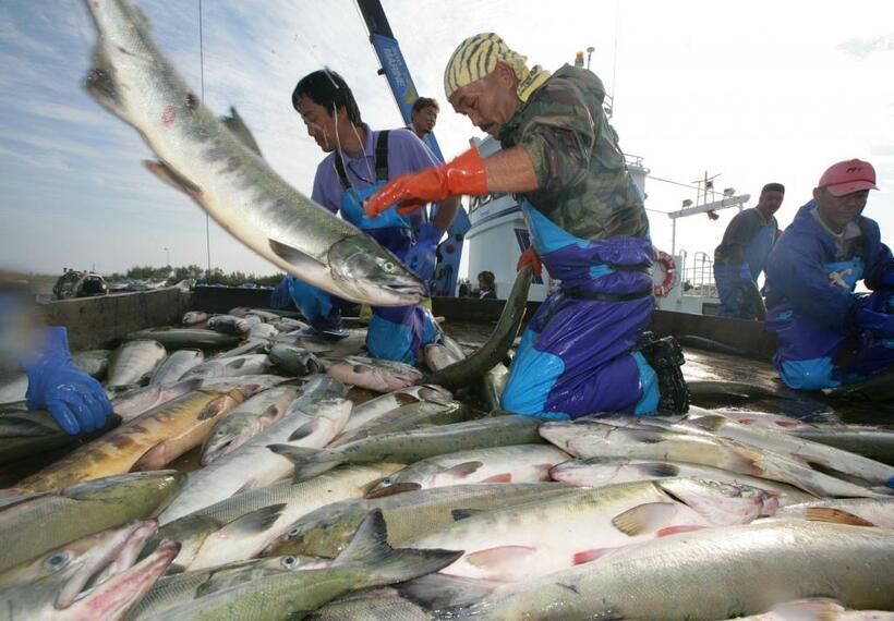 北海道石狩沖での秋サケの定置網漁で、水揚げされたサケ（朝日新聞社）