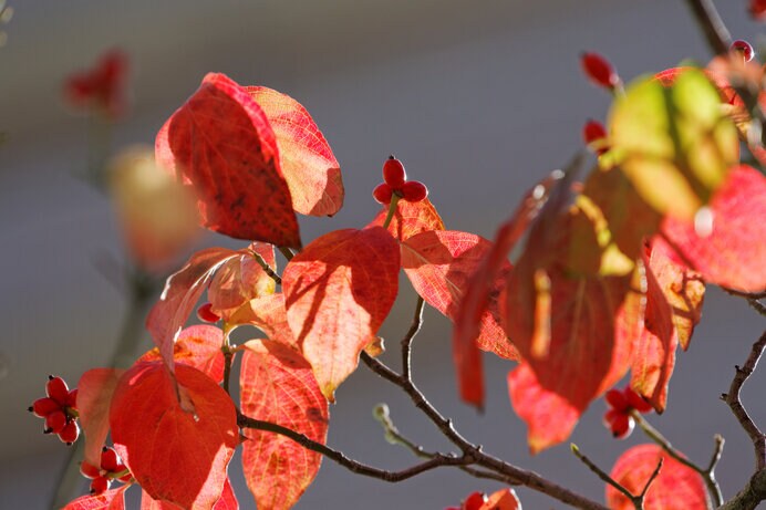 ハナミズキの深紅の紅葉。朱色の実とのセッションが見所です