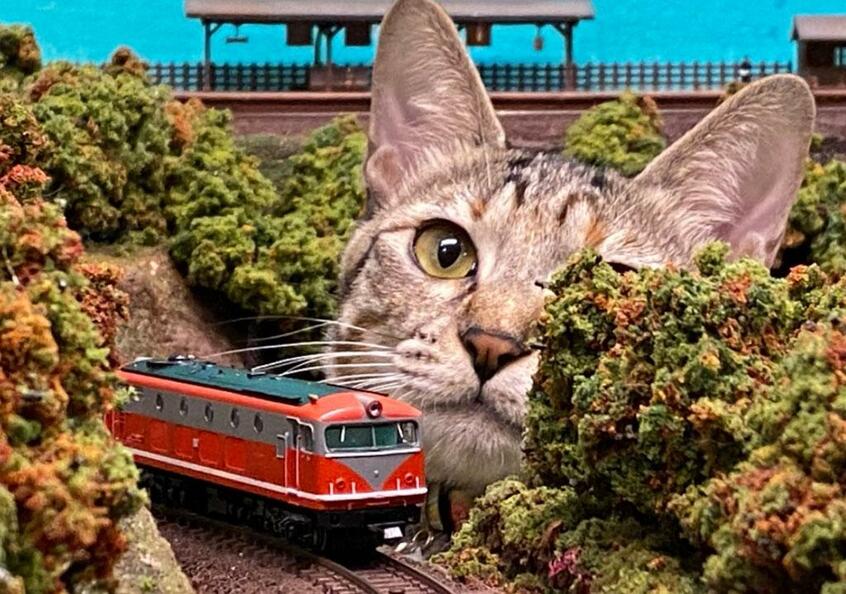 ジオラマ食堂の猫たちの様子は、ツイッターやユーチューブでも公開している。「猫家族は私たちに生きる希望を与えてくれました」とオーナーの寺岡さん。今後は「保護猫活動に力を入れたい」（ジオラマ食堂のツイッター画面から）