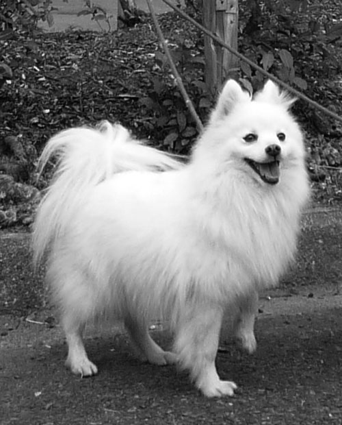 写真・図版(1枚目)| 第1071回 立派なセラピー犬になりました!