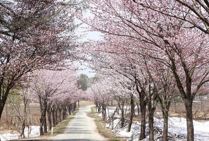 世界一の桜並木（青森県）