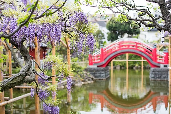 心字池の水面に藤と太鼓橋が映る亀戸天神社