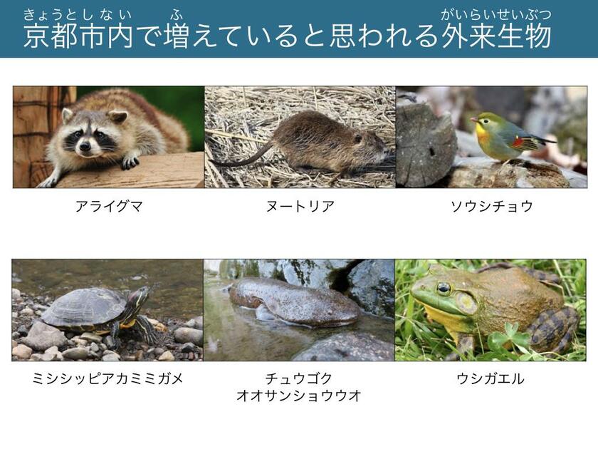 ワークシートの一部。京都市内でも様々な外来生物が増えている