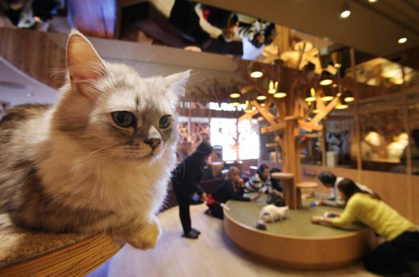 猫カフェは癒しになるはずだったが……。写真はイメージ(C)朝日新聞社