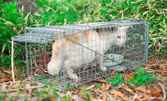 年末年始は猫の脱走に注意! プロに聞く「迷子猫を見つける方法」