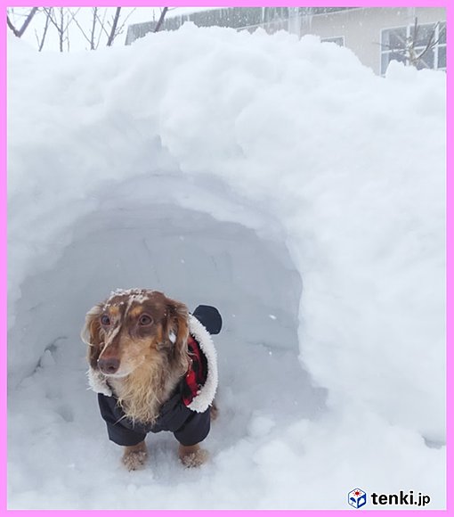 愛犬ココも一足先にかまくらで雪まつり気分（札幌）