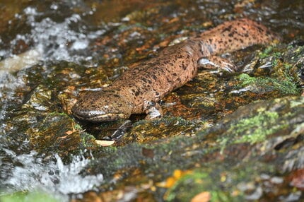 なぜ、日本はサンショウウオの楽園なのか？ | AERA dot. (アエラドット)