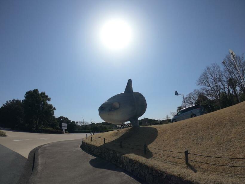 入館者を迎える巨大マンボウモニュメント。マンボウの英名はOcean sunfishで太陽に縁がある（C）澤井悦郎
