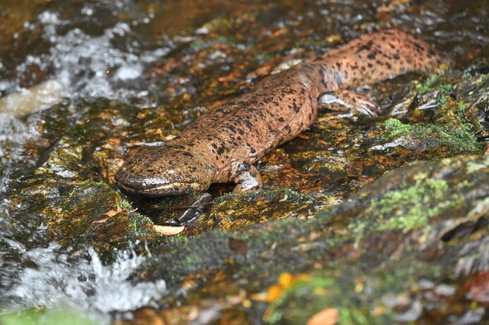 サンショウウオが日本からいなくなってしまったら、それは…