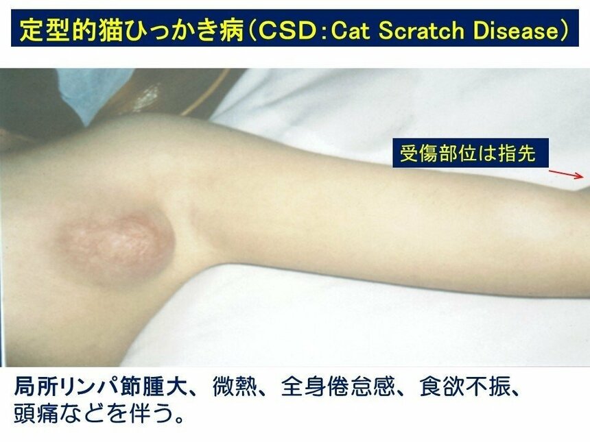 提供：山口大学 大津山賢一郎講師