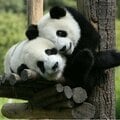 パンダとは「雑色熊」「クマにしては白いやつ」 中国が「かわいらしさ」に気づくまで【パンダ外交の出発点】