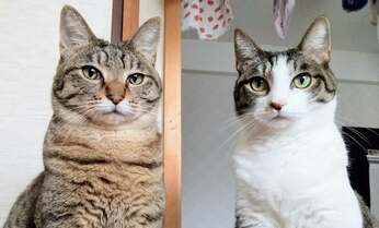 猫のために風呂場で在宅勤務 浴槽が好きすぎるポンちゃん