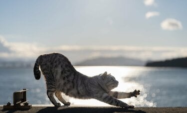 朝日を浴びてヨガに励む猫「猫背の方、必見。肩甲骨が3秒でほぐれます」【沖昌之】