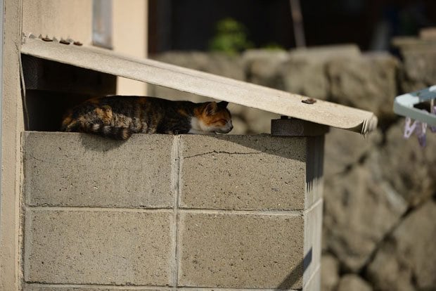 家の裏手で、わずかな日陰を見つけてお昼寝中。この隙間なら横取りされる心配もなし（撮影／写真部・馬場岳人）