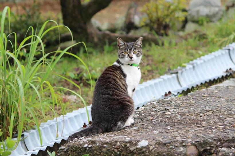 手術済みで片耳の先をカットされた猫（撮影／瀬戸内みなみ）