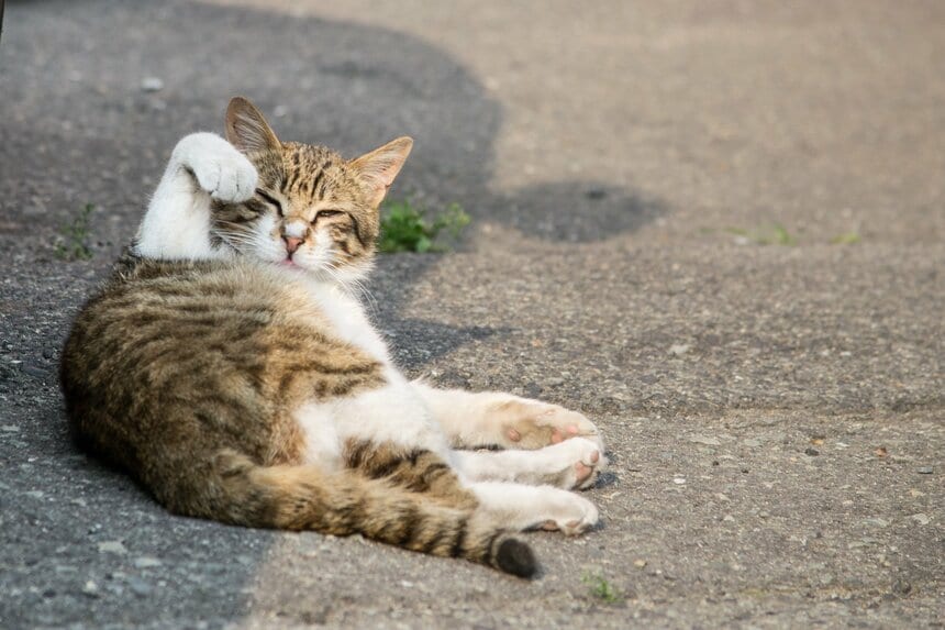 日本で飼われている「日本猫」や「和猫」などといわれるネコたち