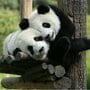 パンダとは「雑色熊」「クマにしては白いやつ」　中国が「かわいらしさ」に気づくまで【パンダ外交の出発点】