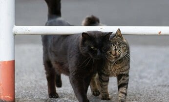 猫だって相思相愛「ベタベタするなよ」「だって好きニャんだもん」【沖昌之】