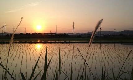 かつて人気米だったササニシキ　凋落のきっかけは？