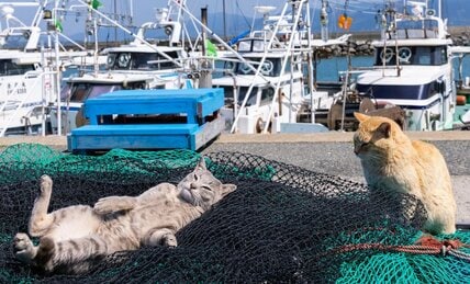 茶トラ猫のちょっかいにグレー猫はやさぐれ気味「もう知らんがニャ」【沖昌之】