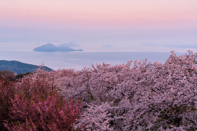 紫雲出山の桜（香川県）
