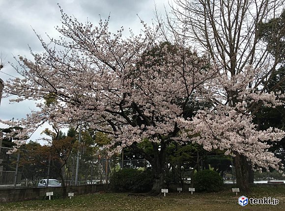 福岡管区気象台構内　ソメイヨシノの標本木　本日（5日）撮影