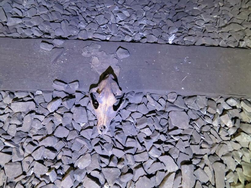 ニューヨークの地下空間で見つけた動物の骨（撮影／丸山ゴンザレス）