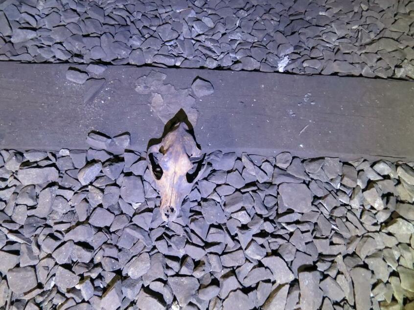 ニューヨークの地下空間で見つけた動物の骨(撮影/丸山ゴンザレス)