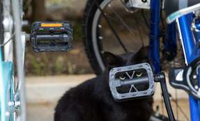 【沖昌之】駐車場の自転車そばにたたずむ黒猫　「この夏は僕がヒーロー！」