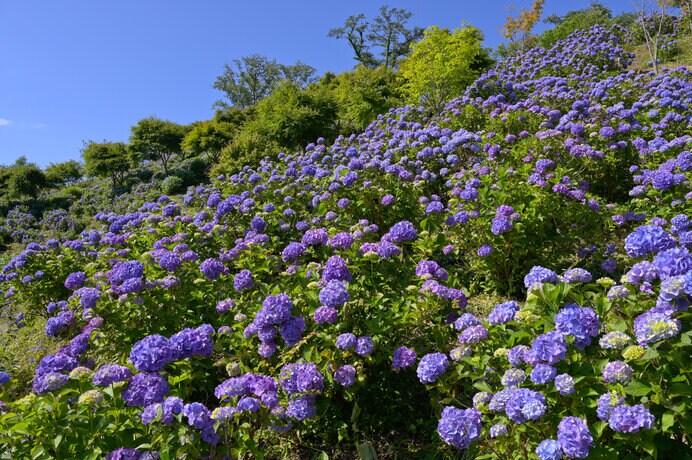 斜面いっぱいの紫陽花は必見