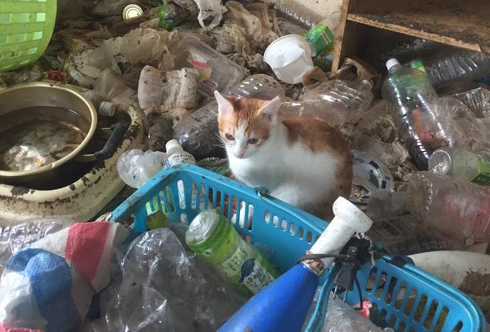 ゴミの中にたたずむ猫（まごのて提供）