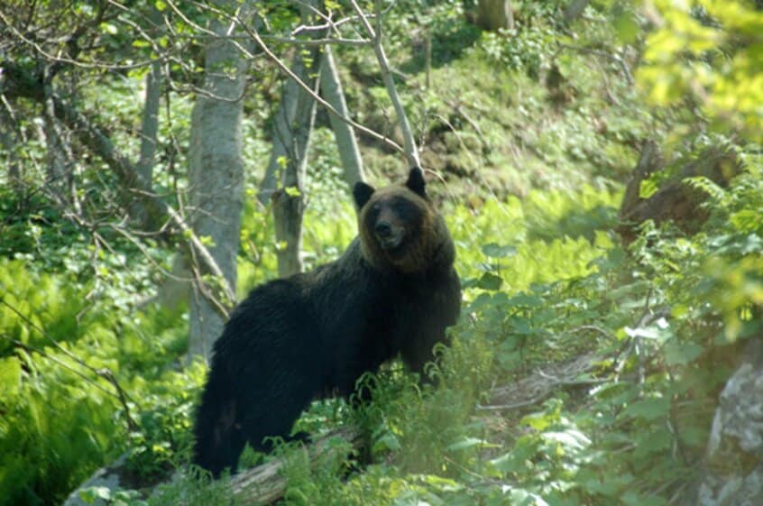 クマによる事故が増えている。ヒグマが生息する北海道も例外ではない。あたりをうかがうヒグマ=環境省提供