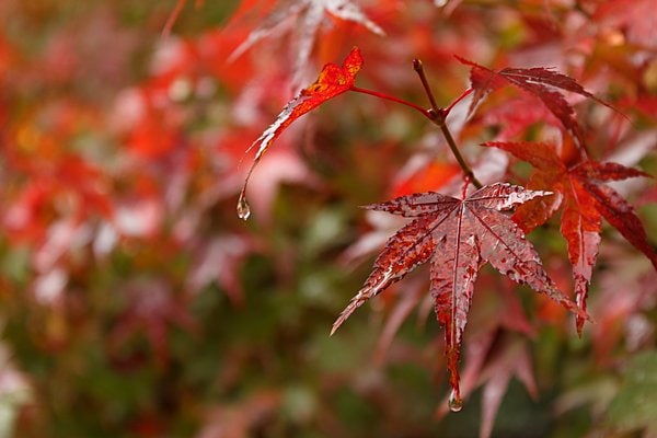 雨に濡れてさらに美しくなった紅葉を愛でたり