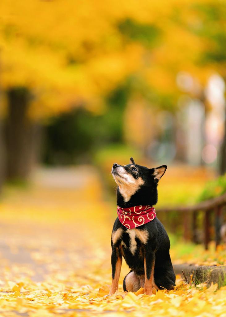 キヤノンEOS 5D Mark IV・70～200ミリF2．8・ISO500・絞りf2．8・絞り優先AE・＋0.3補正（写真／小川晃代）