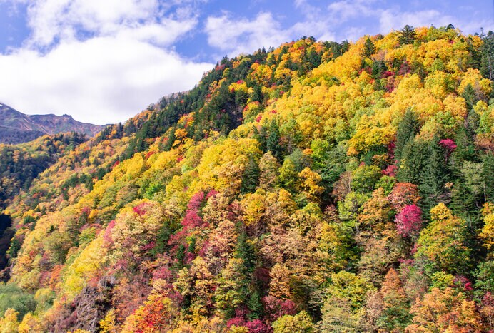 層雲峡の紅葉