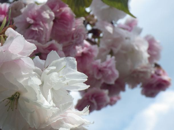 八重咲きの桜は開花時期が遅いのでＧＷ中も楽しめる（５月１日　静岡県　伊豆稲取にて撮影）