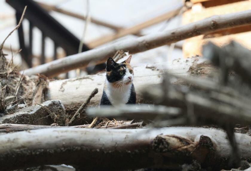 2018年、西日本豪雨で被災した家に残り「留守番」するペコちゃん。飼い主は毎朝自宅に戻り、ペコちゃんにブラッシングをした。フードを手に自宅に近づくと、声を出しながら駆け寄ってきたという　（c）朝日新聞社