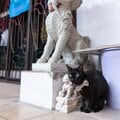 シンガポールの黒猫さん「いつか必ず師匠のような立派な門番にボクはなる!」【沖昌之】
