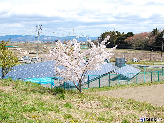 満開を迎えた宮城県東松島市の復興記念桜（2018年4月16日撮影）