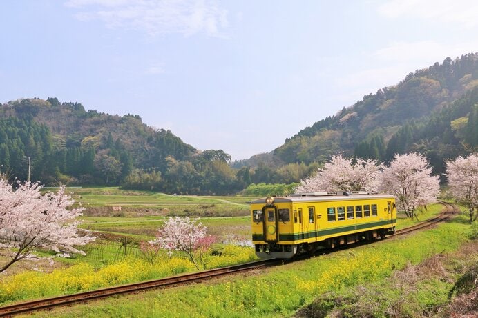 菜の花咲く中を走るローカル鉄道。ほのぼのした春の田園風景そのものです