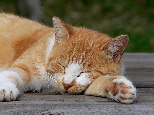 人間も動物も睡眠をとることで脳やカラダを休めます