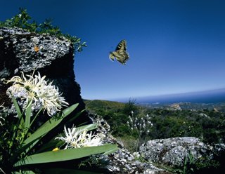 2002年5月、地中海・コルシカ島。コルシカキアゲハは、蝶ではワシントン条約Ⅰ類に分類される4種類の一つで貴重な保護種。青空と地中海をバックにハマユウに飛んで来たところをとらえた。村田さんによると世界で初めてのフィッシュアイレンズによる写真ということで会心のショットだ