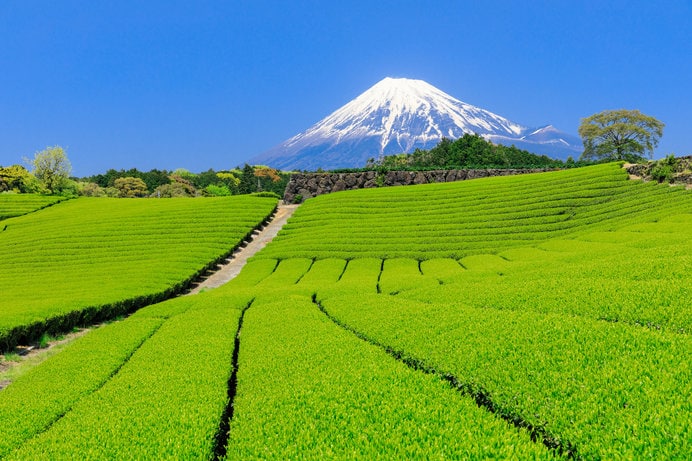 茶畑＆富士山も静岡県の代表選手です！